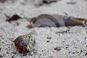 Ecuadorian hermit crab in Corcovado National Park, Osa peninsula, Costa Rica