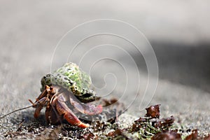 Ecuadorian hermit crab in Corcovado National Park, Osa peninsula, Costa Rica
