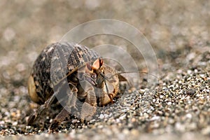 Ecuadorian hermit crab walking on the beach in Osa peninsula, Costa Rica