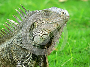 Ecuadorian iguana.