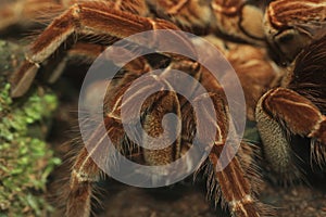 Ecuadorian Red Bloom Tarantula