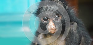 Ecuadorian Spider Monkey baby. Common names: Mono arana, maquisapa photo