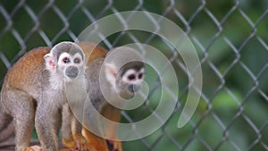 Ecuadorian squirrel monkey. Common names: Warisa, Barizo, Mono ardilla ecuatoriano. photo