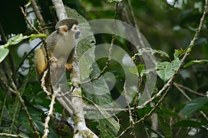 Ecuadorian squirrel monkey in Cuyabeno reserve