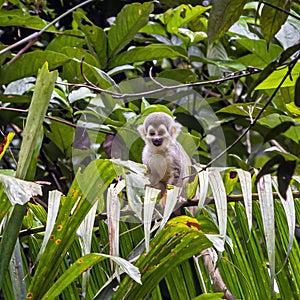 Ecuadorian squirrel monkey- Saimiri cassiquiarensis macrodon