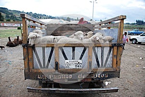 Ecuadorian truck full with sheep photo