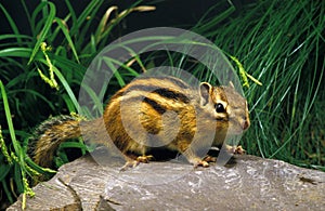 ECUREUIL DE COREE eutamia sibericus