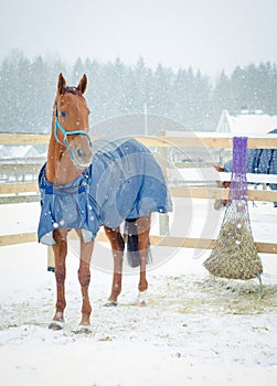 Ed budyonny mare horse in halter in the paddock in the winter