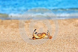 Ed crab on beach