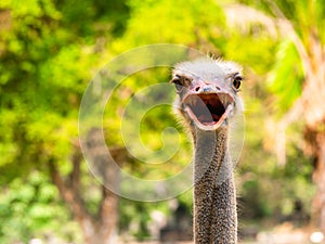 Ed-necked ostrich Struthio camelus camelus, also known as the Barbary ostrich, Struthionidae family