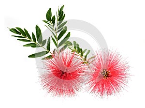 Ed Powder Puff flower with green leaves isolated in white background