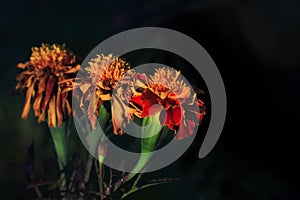 Edades de la flor - Clavel Dianthus caryophyllus photo