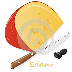 Edam cheese food collection illustration set