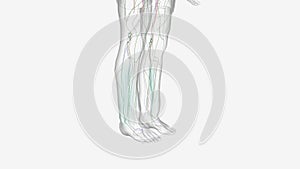 Edama in Legs This leads to fluid buildup in the interstitium,