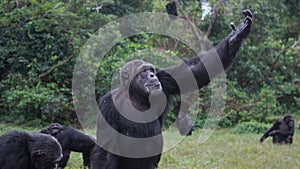 Eddie the chimpanzee at Ngamba Island