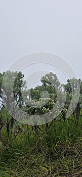 Edelweis flower at merbabu