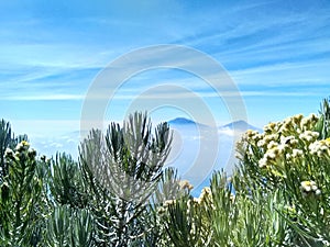 Edelweis Flower On Mountain