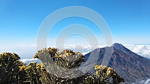 Edelweis flowers in merbabu mountain