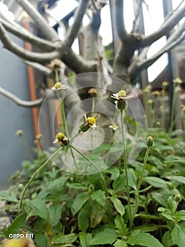 Edelweis java flower