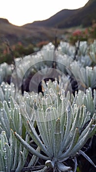 edelweis mount gede pangrango flower