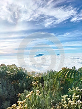 Edelweis mountain sumbing Indonesia traveling