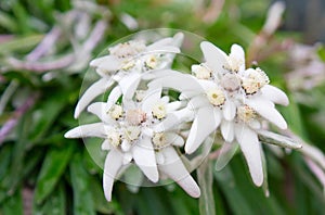 Edelweiss