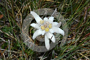 Edelweiss