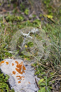 Edelweiss alpin flower in her natural environment