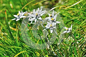 Edelweiss alpine flower photo