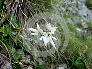 Edelweiss alpine flower