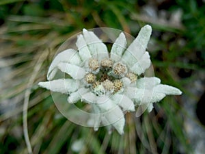 Edelweiss alpine flower