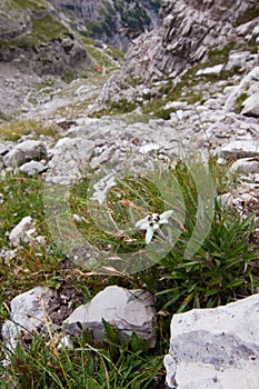 Edelweiss alpine flower
