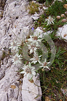 Edelweiss alpine flower