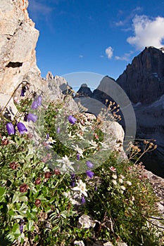 Edelweiss alpine flower