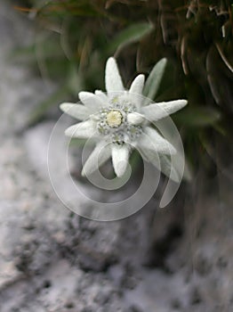 Edelweiss alpine flower photo