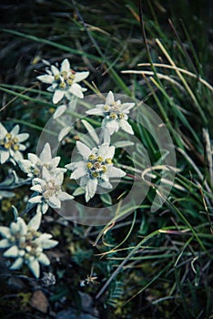 Edelweiss alpine flower