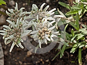 Edelweiss alpine flower bouquet