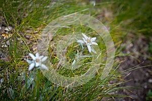 Edelweiss alpine flower in Ceahlau mountains, Romania