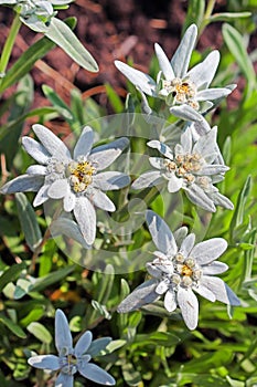 Edelweiss Alpine, leontopodium (Leontopodium)