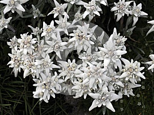 Edelweiss alpine star flower in dolomites