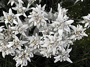 Edelweiss alpine star flower in dolomites