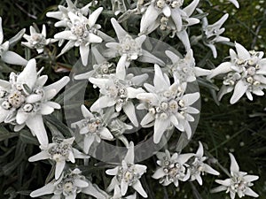 Edelweiss alpine star flower in dolomites