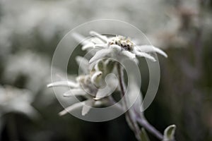 Edelweiss alpine star flower in dolomites