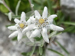 Edelweiss beautiful mountain flower. Scientific name - Leontopodium alpinum