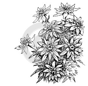 Edelweiss etching
