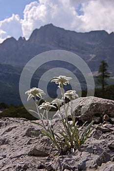 Edelweiss in Flavona alp