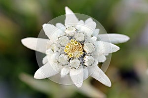 Edelweiss flower