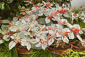 Edelweiss in Flower