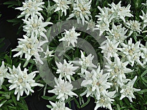 Edelweiss flower in the Alps photo