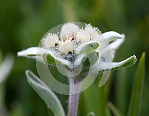 Edelweiss flower close-up